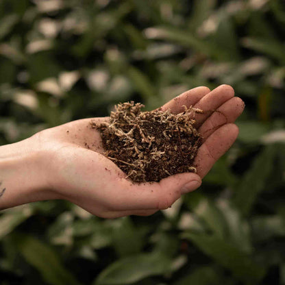 Hand holding soil mix with roots and moss, carnivorous plant soil