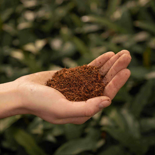 Hand holding coco coir substrate with green foliage backdrop