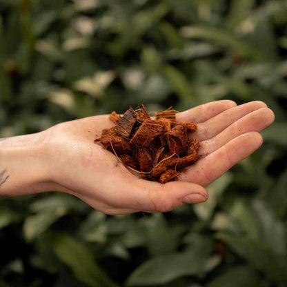 Hand holding coconut husk chips, plants background
