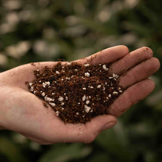 Hand holding soil mix with perlite granules outdoors, best soil for ferns