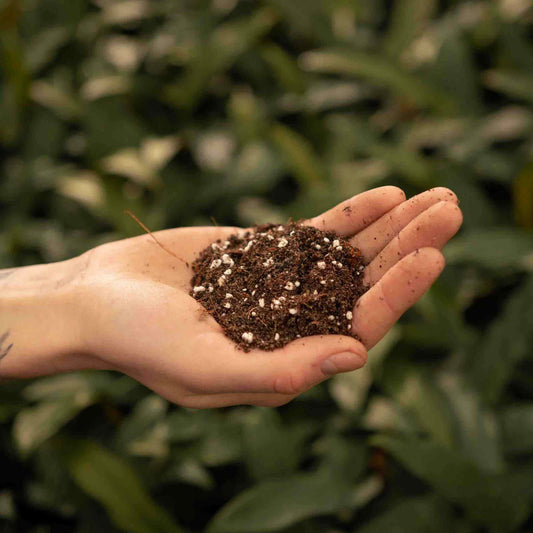 Open palm holding dark mix flecked with white perlite granules, best soil for ficus