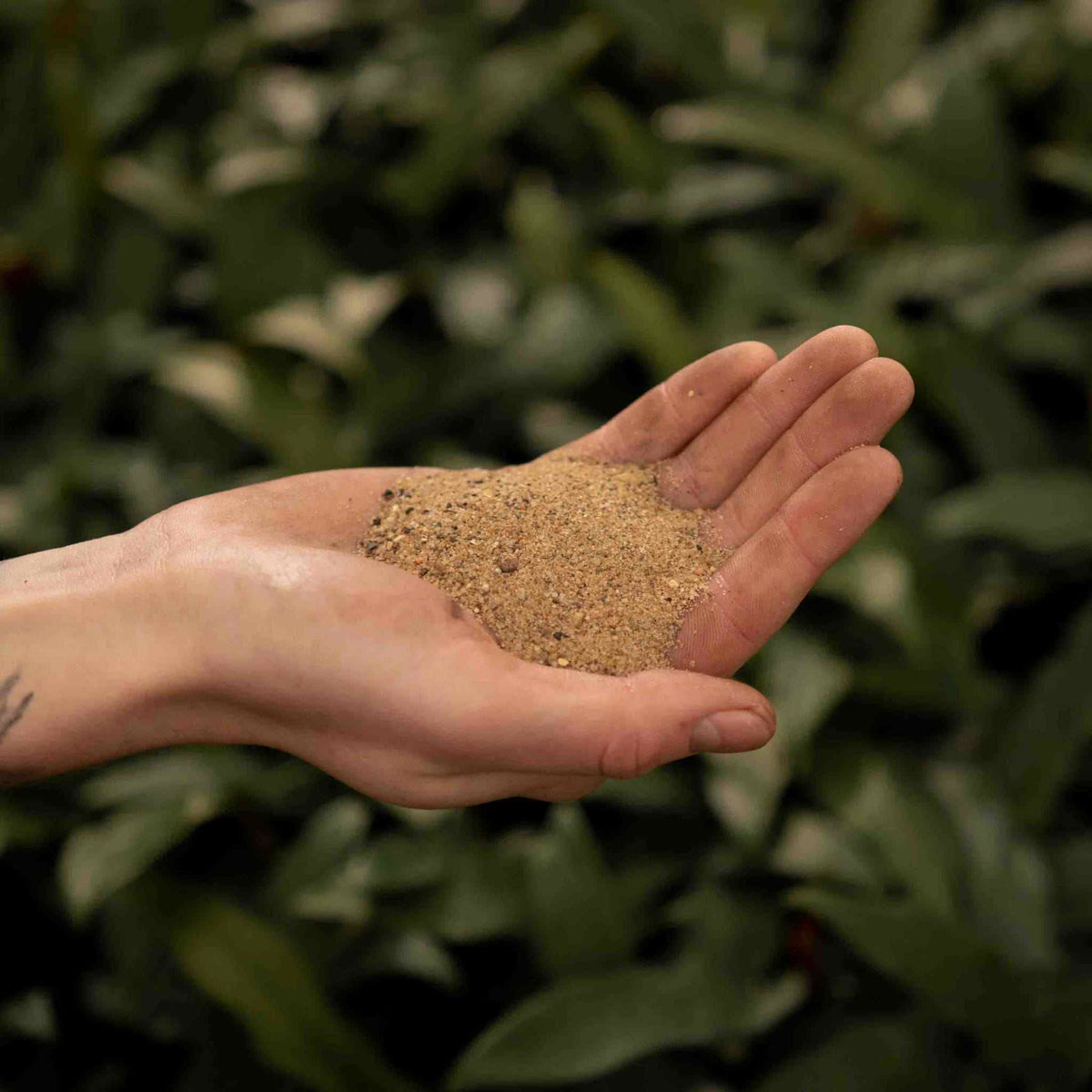 Hand holding a mound of coarse sand, horticultural sand