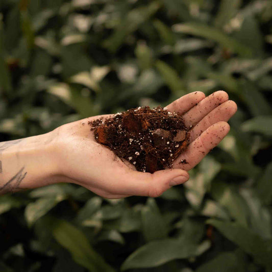 Hand holding chunky brown potting mix with perlite, best soil for hoya