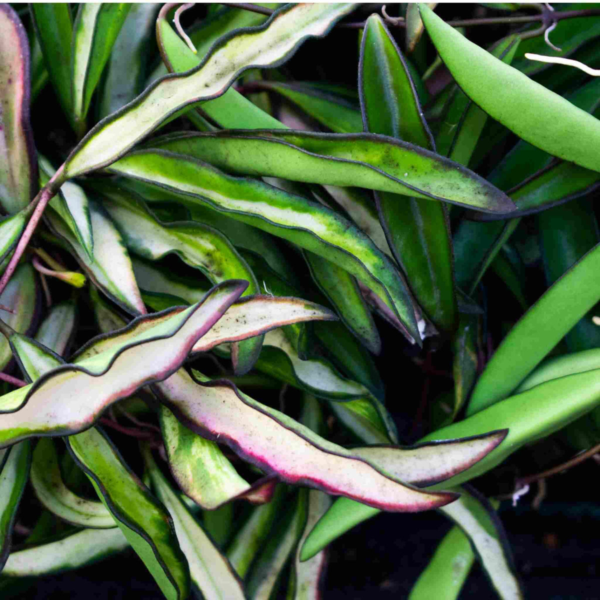 Wavy variegated Hoya leaves in green and pink, best soil for hoya