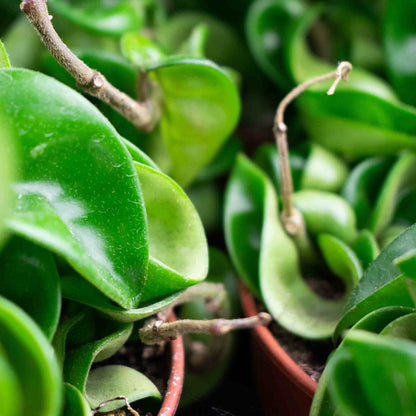 Close-up of glossy Hoya leaves and stems in pot