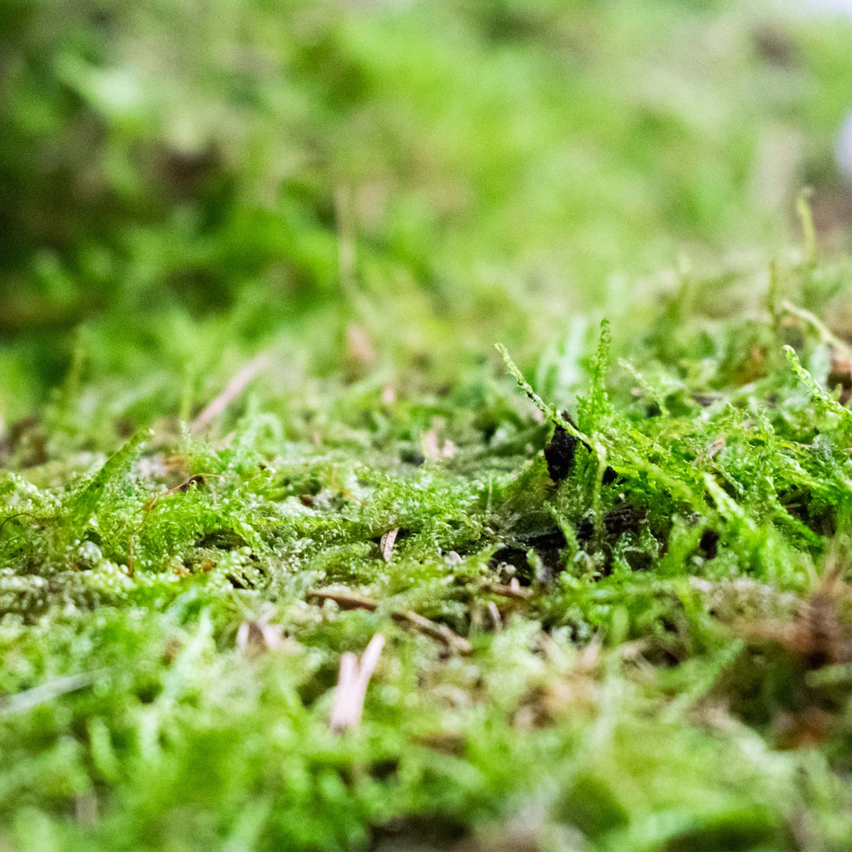 Close-up of green moss with scattered pine needles, live sheet moss