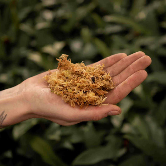 Hand holding dried sphagnum moss over green foliage