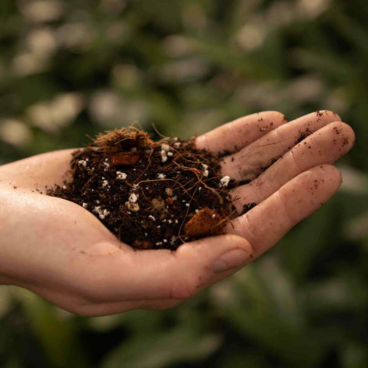 Hand holding potting mix with perlite and roots, best soil for syngonium
