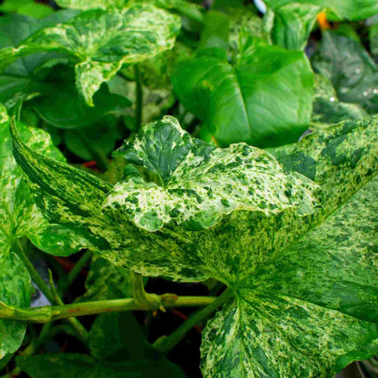 Variegated green and cream speckled Syngonium leaves close-up, best soil for syngonium