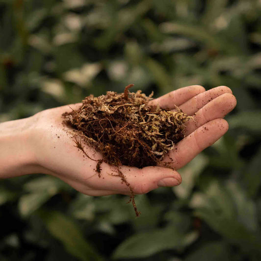 Hand holding clump of dried sphagnum moss with roots, terrarium substrate