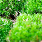 Close-up of dense green cushion moss with debris